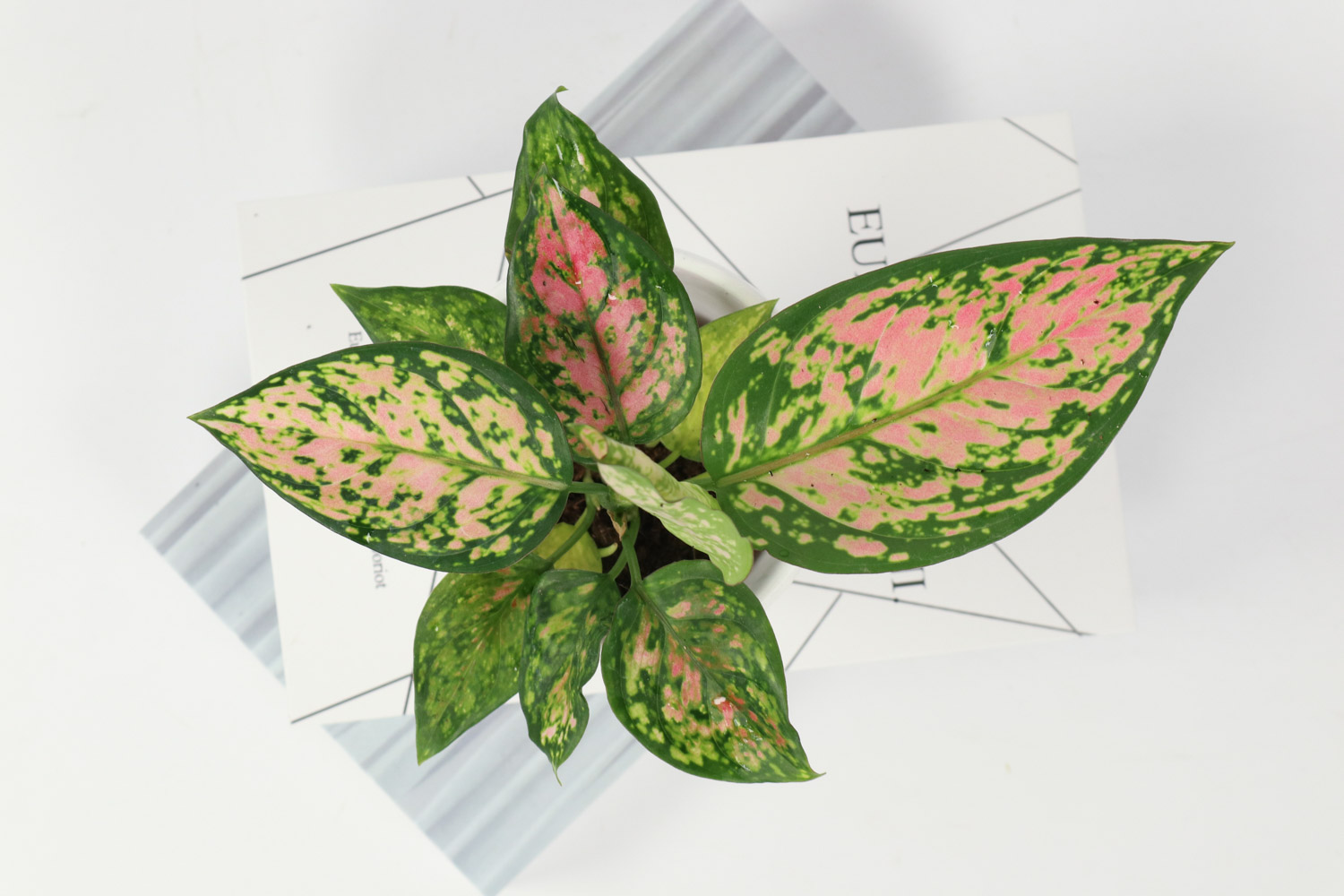 花叶万年青叶子发软如何办