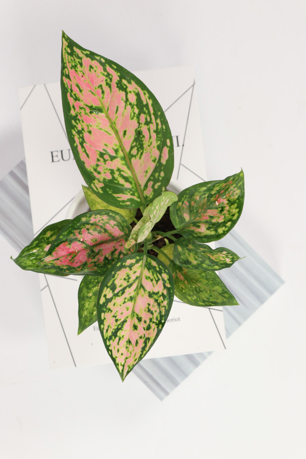 花叶万年青叶子发软如何办