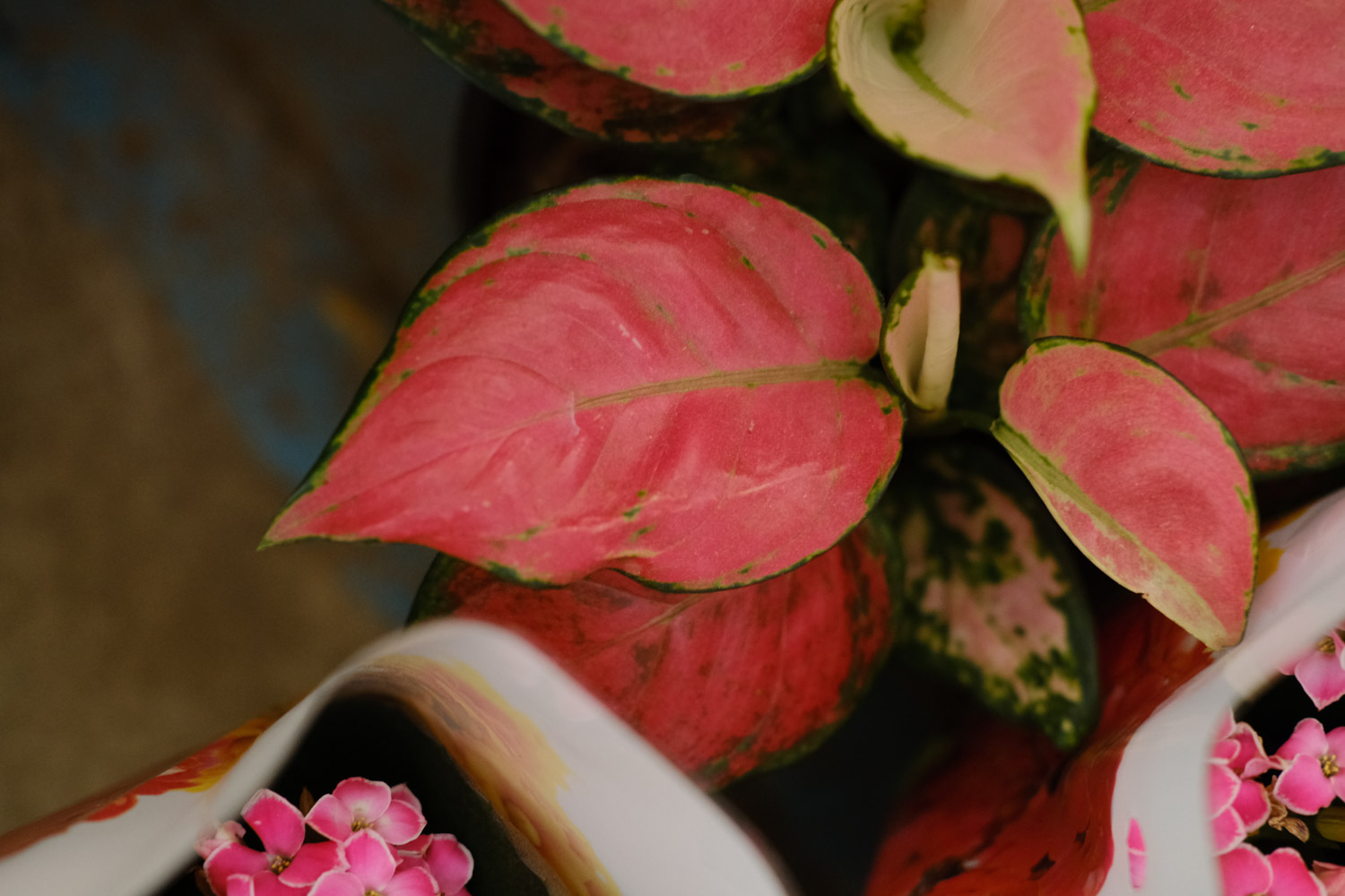 如意皇后 如意皇后叶片发黄如何办