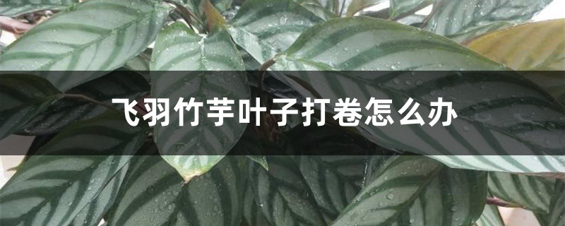 飞羽竹芋叶子打卷如何办