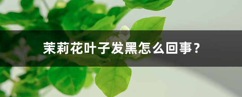 茉莉花叶子发黑如何回事？