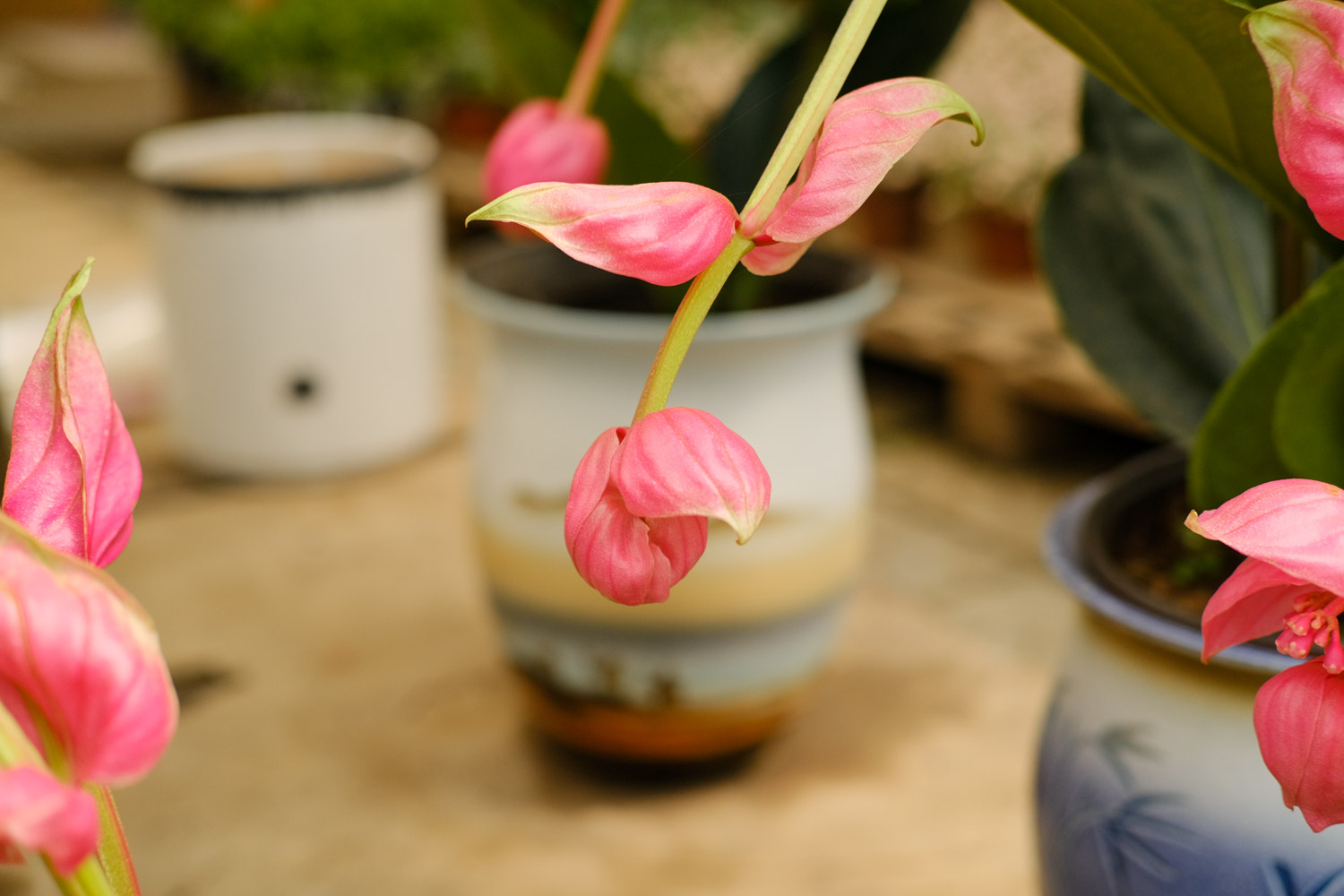 宝莲灯的叶子发黄如何办