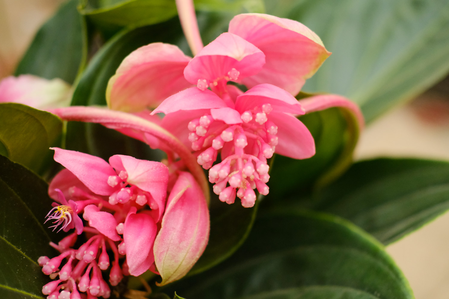 宝莲灯的叶子发黄如何办