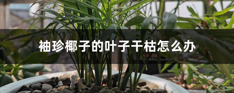 袖珍椰子的叶子干枯如何办