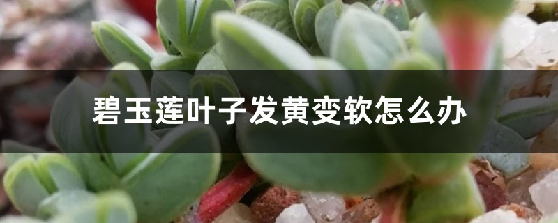 碧玉莲叶子发黄变软如何办