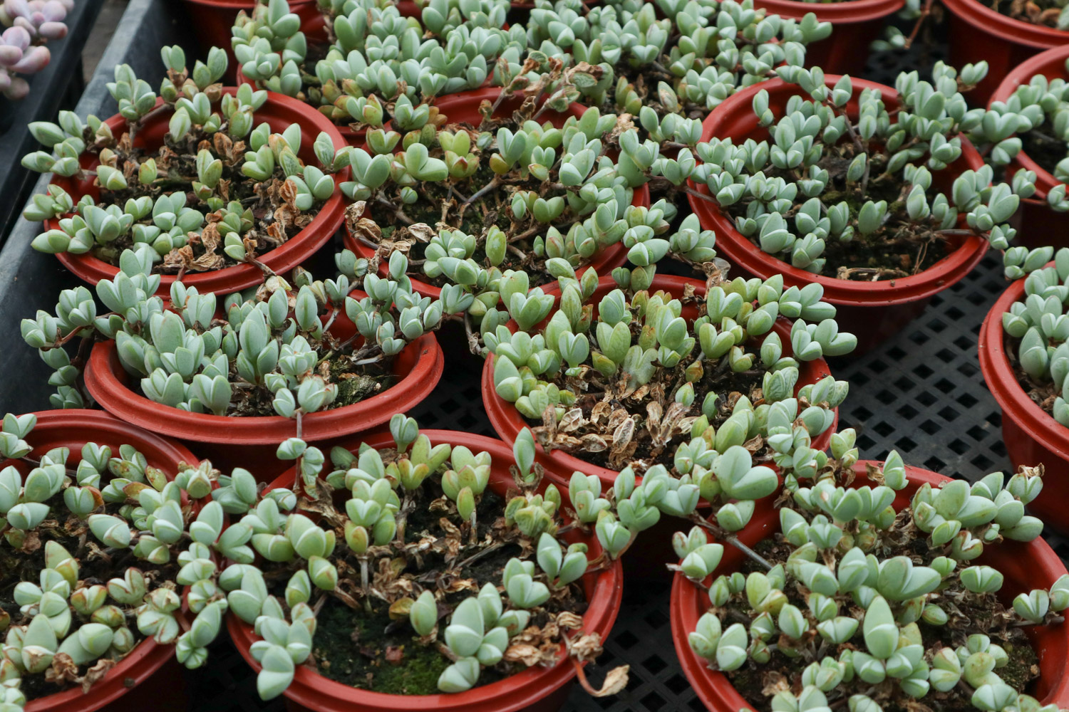 碧玉莲叶子发黄变软如何办