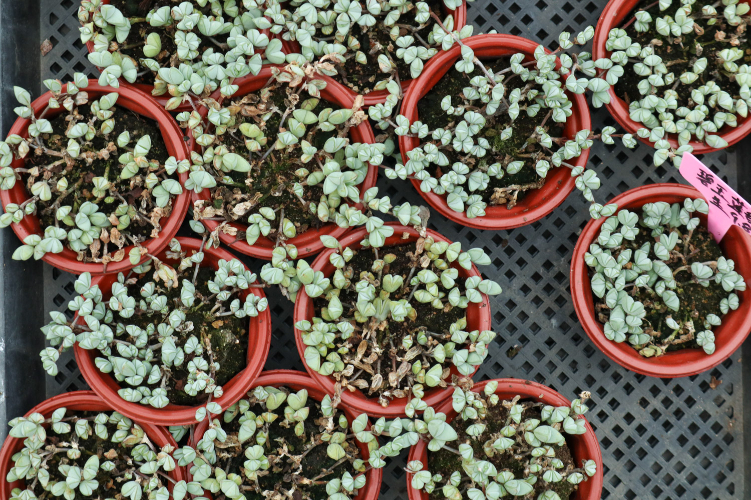 碧玉莲叶子发黄变软如何办