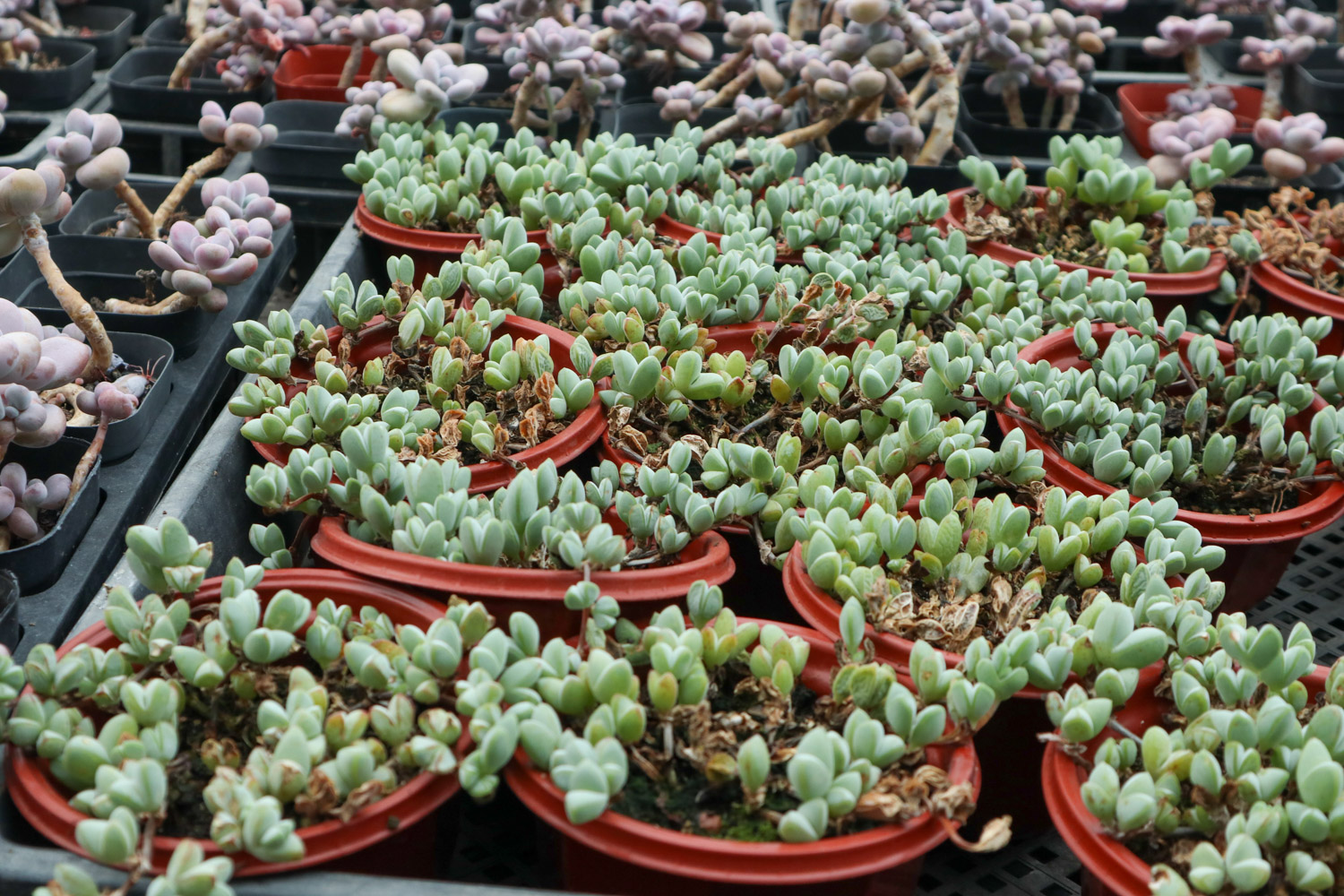 碧玉莲叶子发黄变软如何办