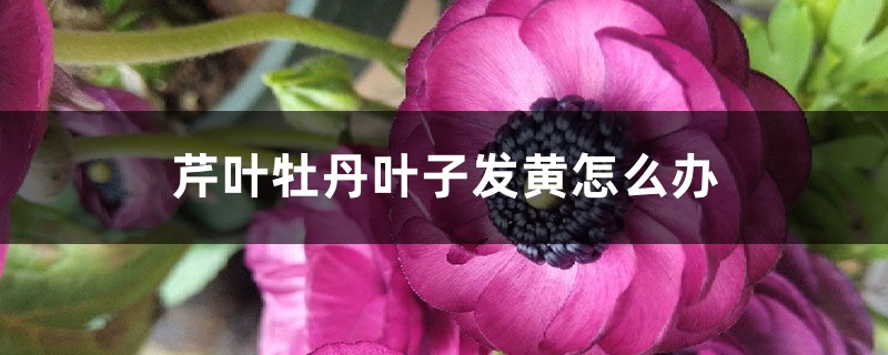 芹叶牡丹叶子发黄如何办