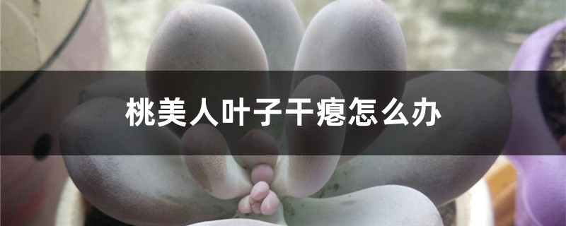 桃美人叶子干瘪如何办