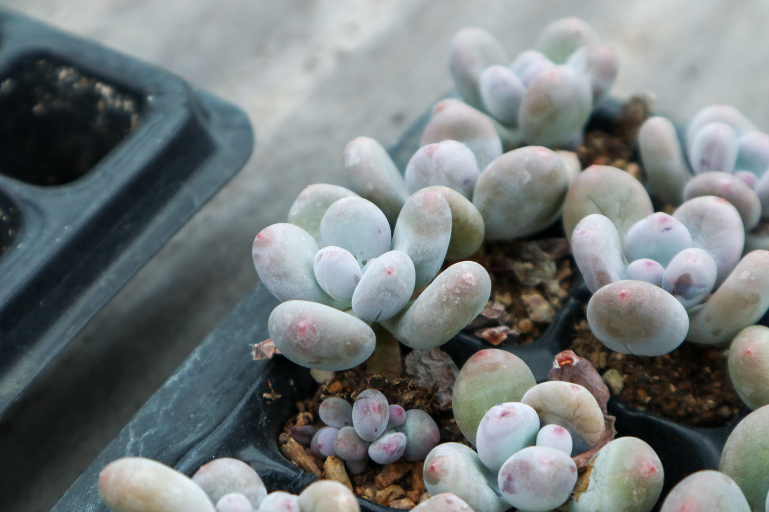 桃美人叶子干瘪如何办