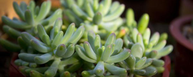 玉米石掉叶子如何办