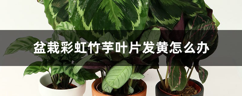 盆栽彩虹竹芋叶片发黄如何办