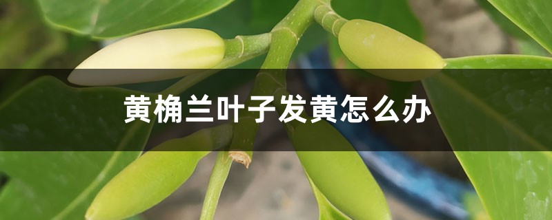 黄桷兰叶子发黄如何办