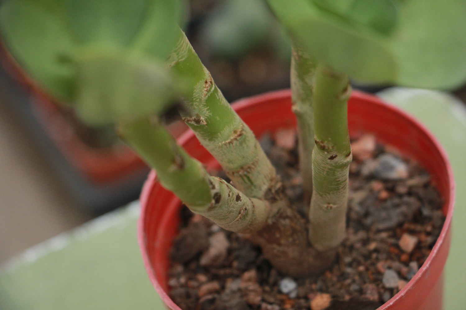 金钱木叶子发黄变软如何办