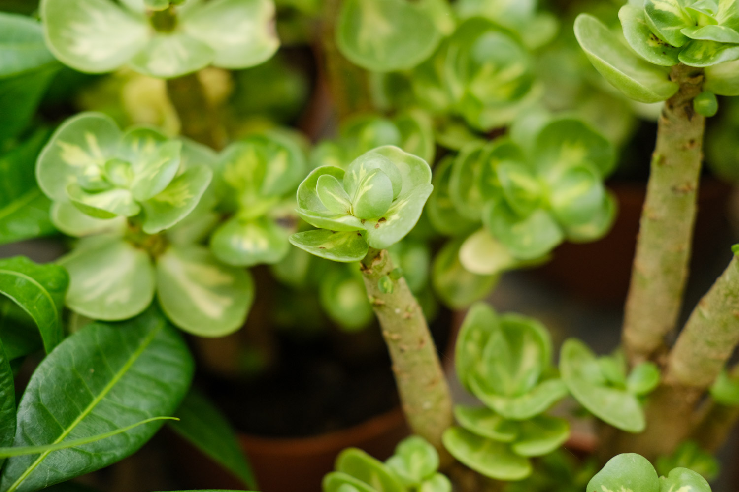 金钱木叶子发黄变软如何办