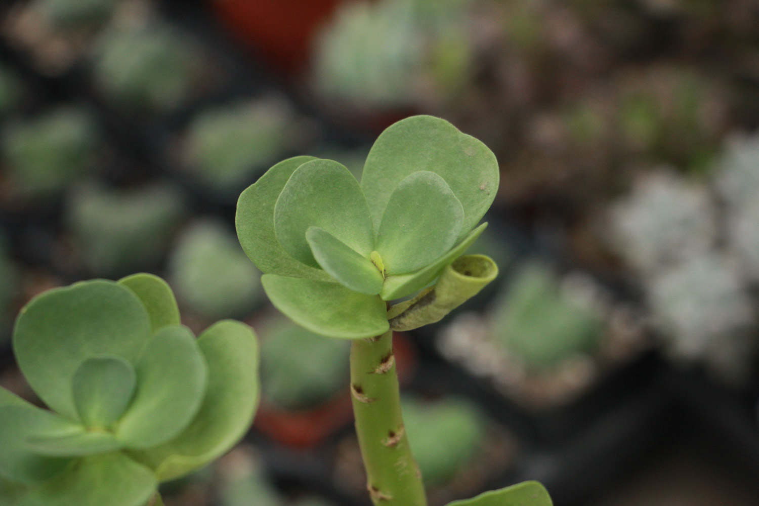 金钱木叶子发黄变软如何办