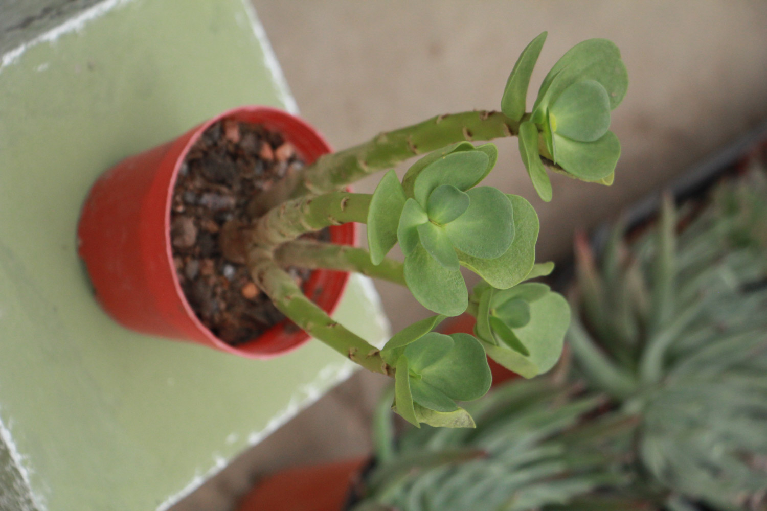 金钱木掉叶子如何办