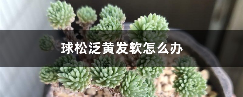 球松泛黄发软如何办