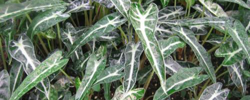 小仙女叶子发黄如何办