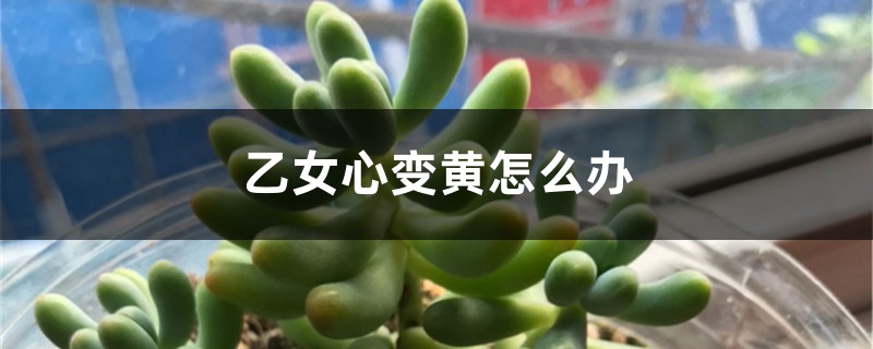 乙女心变黄如何办