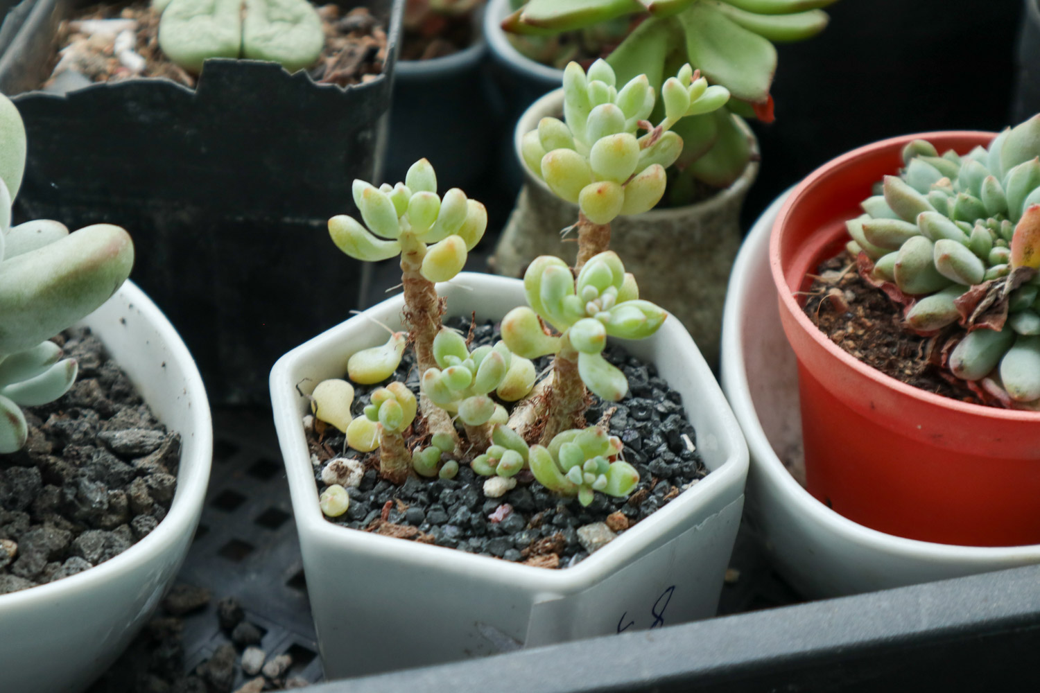 乙女心变黄如何办