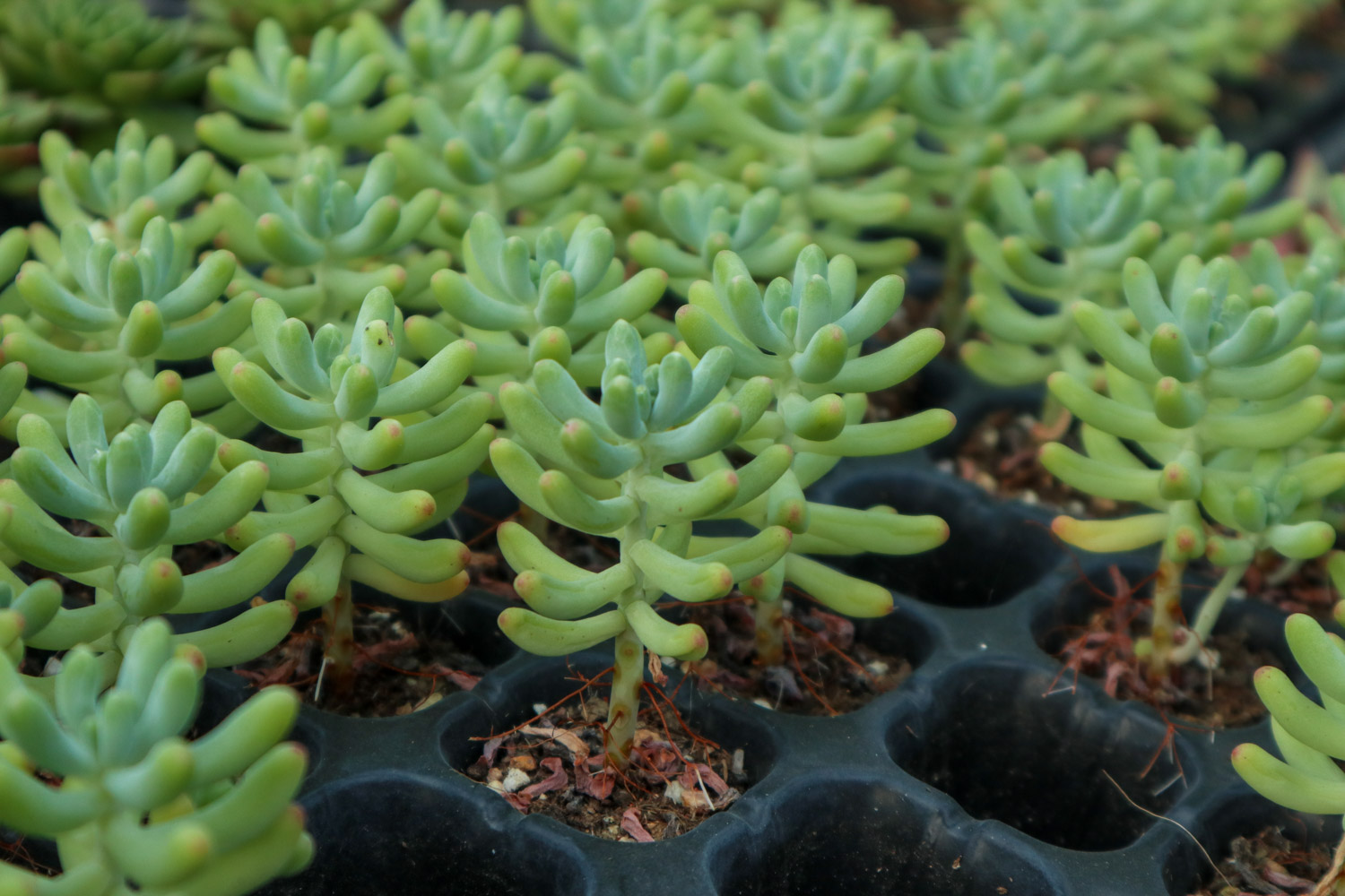 乙女心变黄如何办