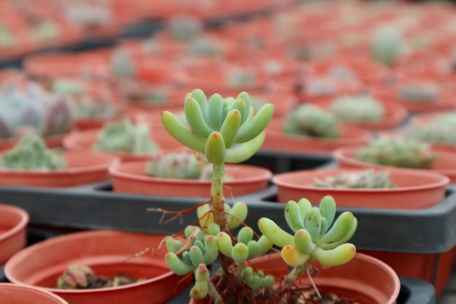 乙女心变黄如何办