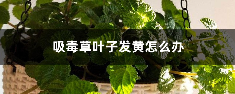 吸毒草叶子发黄如何办