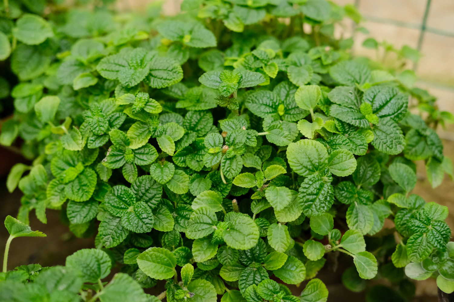 吸毒草叶子发黄如何办