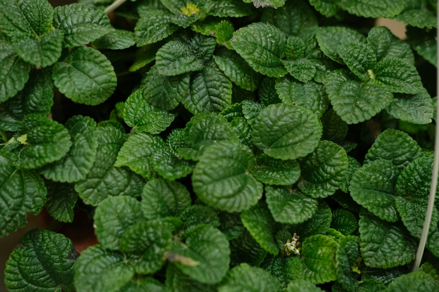 吸毒草叶子发黄如何办