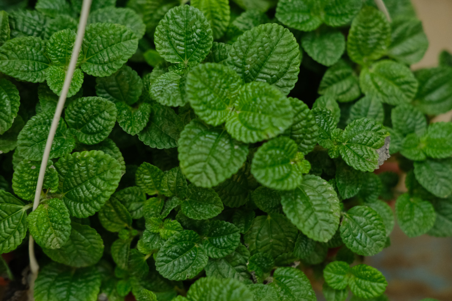 吸毒草叶子发黄如何办