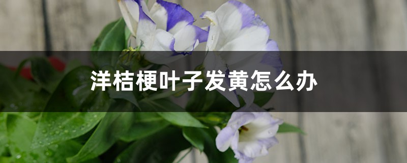 洋桔梗叶子发黄如何办