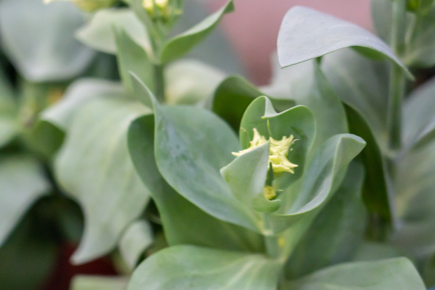 洋桔梗叶子发黄如何办