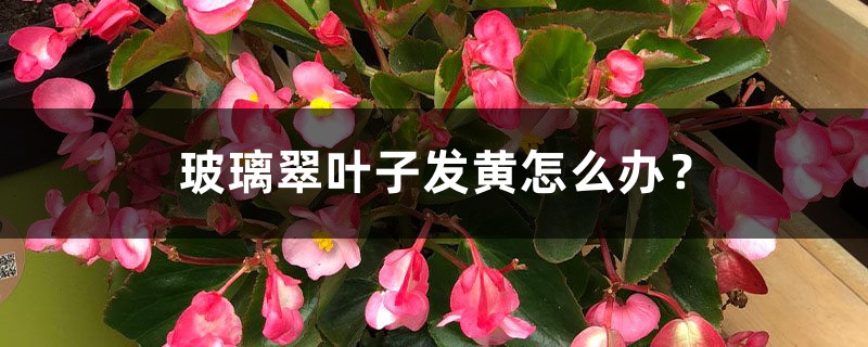 玻璃翠叶子发黄如何办？