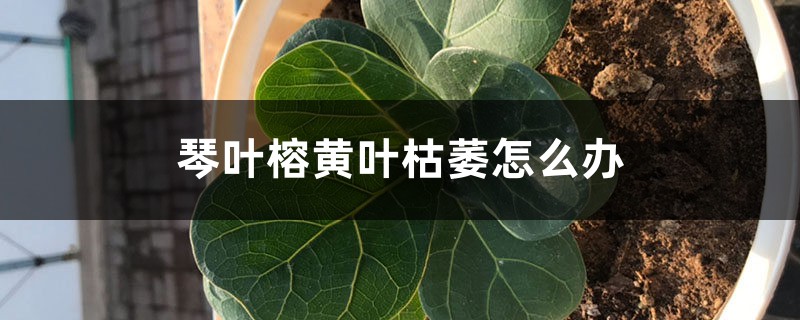 琴叶榕黄叶枯萎如何办