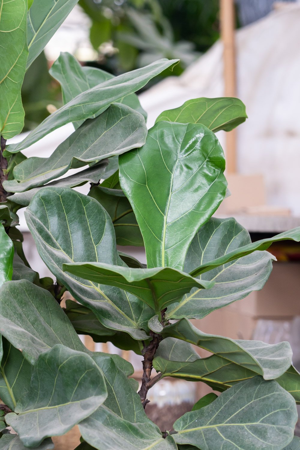 琴叶榕 琴叶榕黄叶枯萎如何办