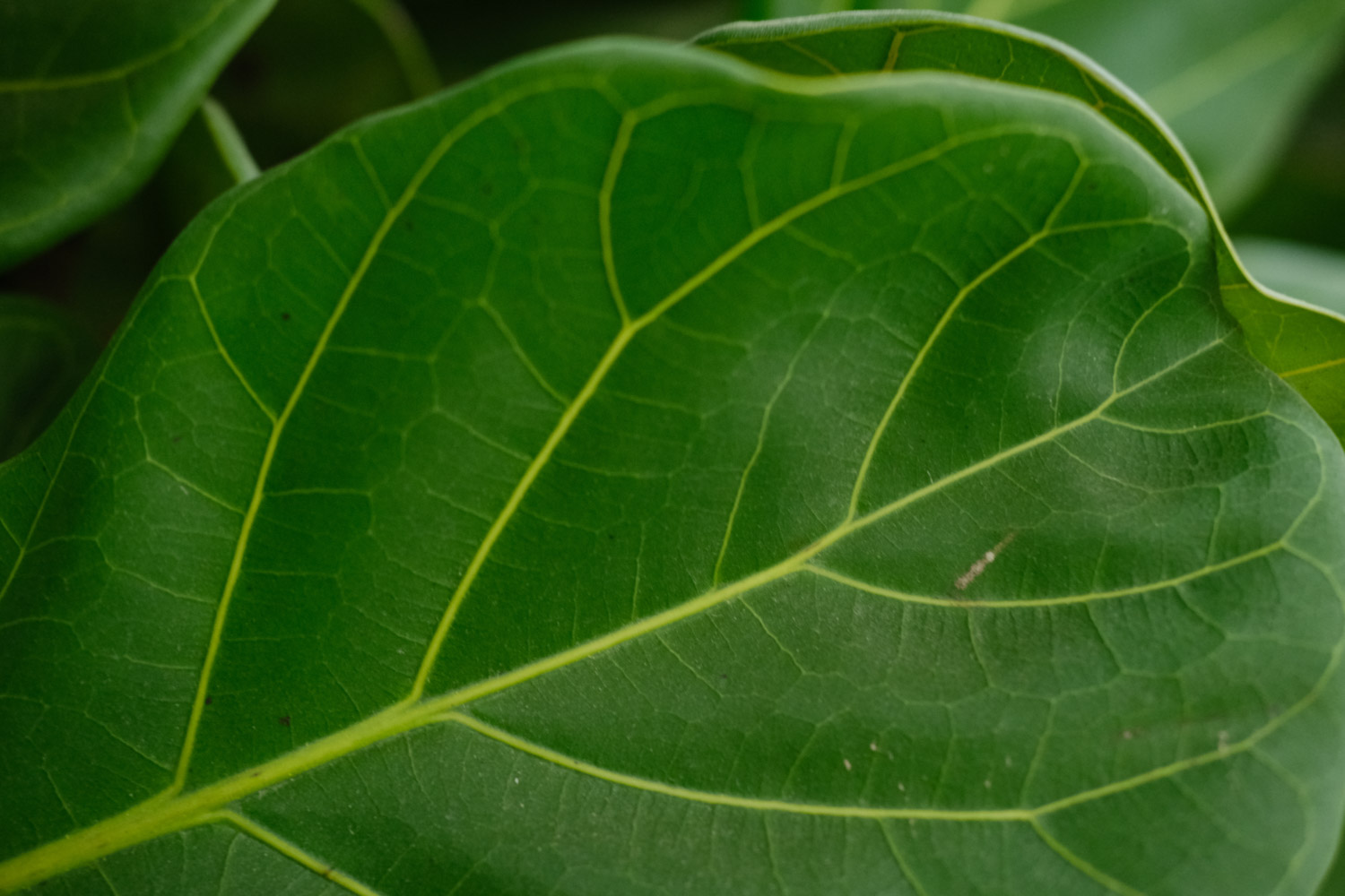 琴叶榕 琴叶榕黄叶枯萎如何办