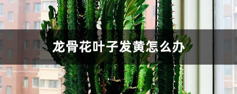 龙骨花叶子发黄如何办
