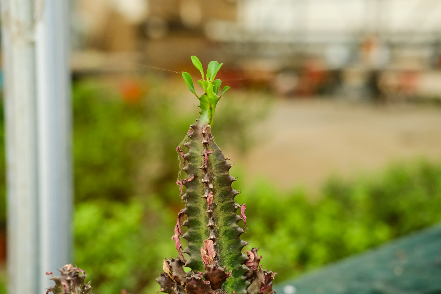 龙骨花叶子发黄如何办