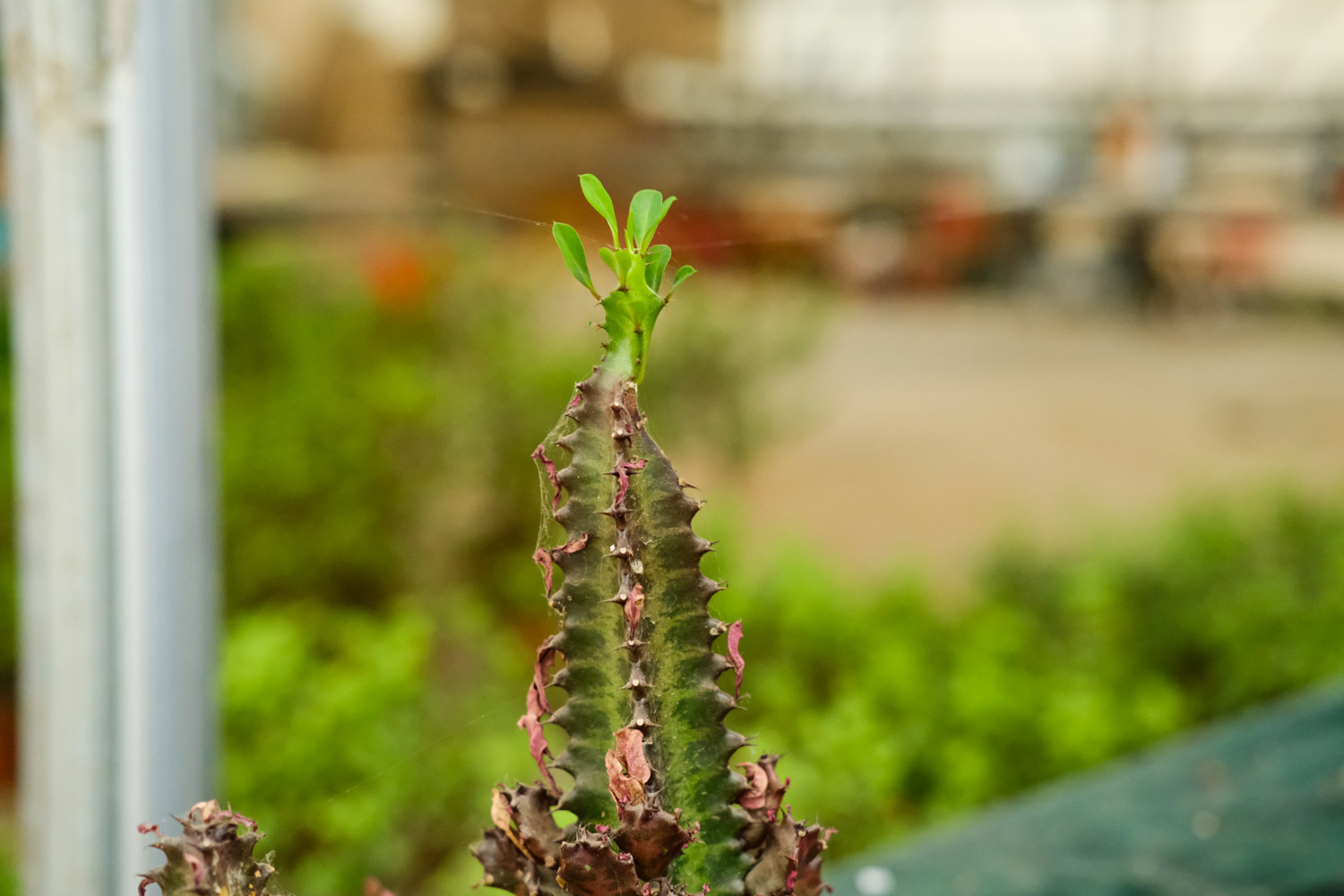 龙骨花叶子发黄如何办