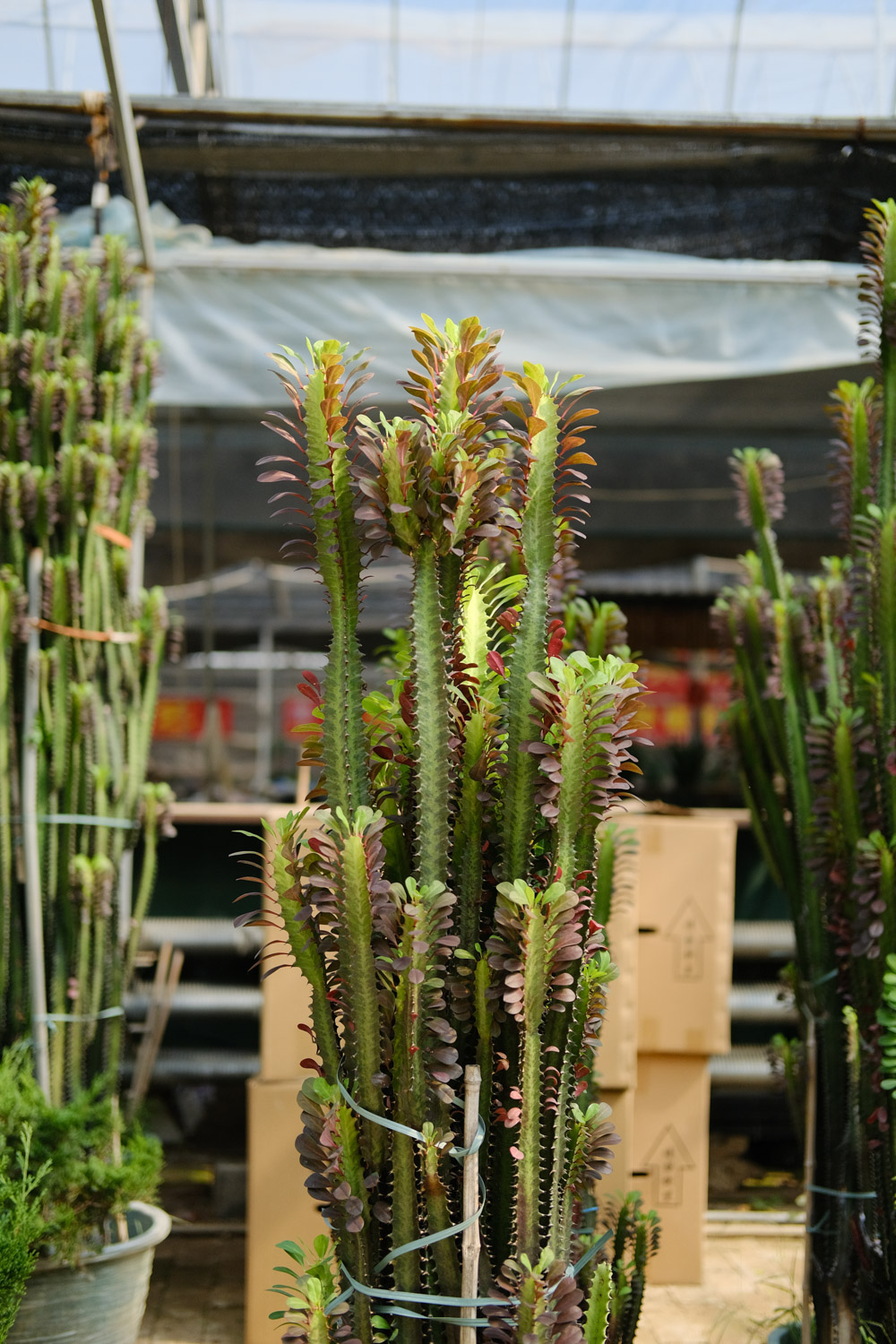 龙骨花叶子发黄如何办