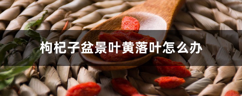 枸杞子盆景叶黄落叶如何办