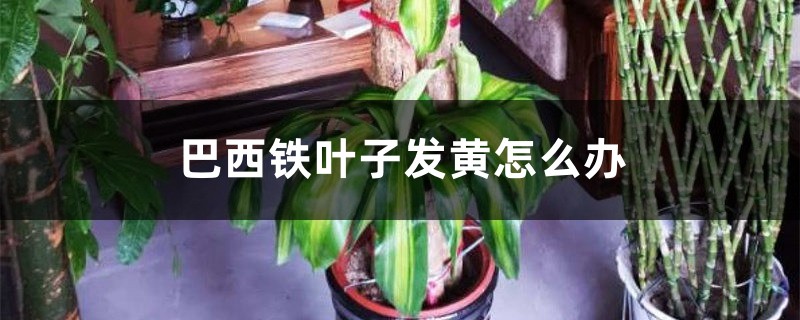 巴西铁叶子发黄如何办？