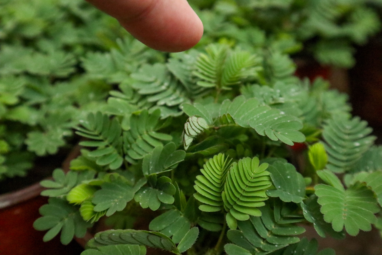 含羞草叶子发黄如何办