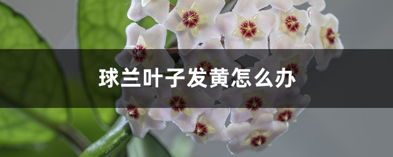 球兰叶子发黄如何办