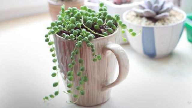 佛珠干瘪了如何办?