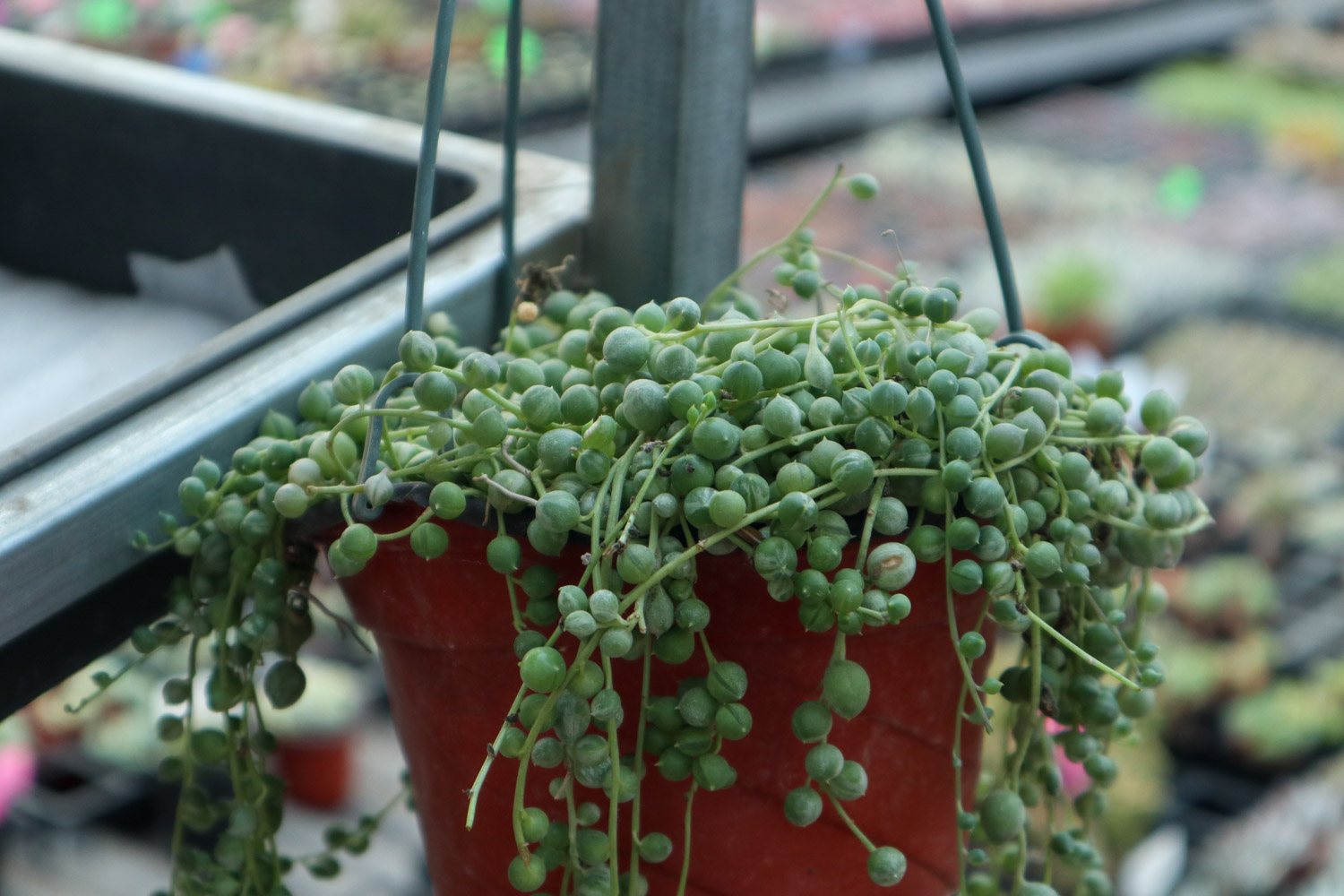 佛珠 佛珠干瘪了如何办?