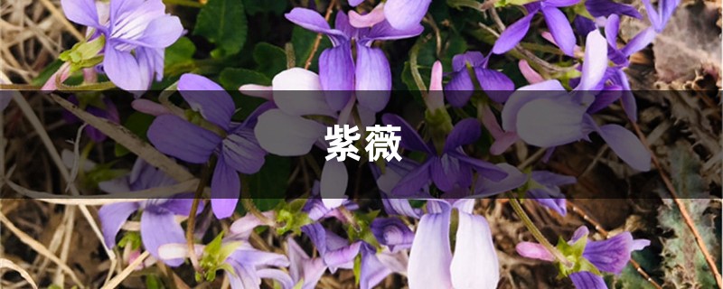 紫薇树长黑叶如何办？处理办法是关键！