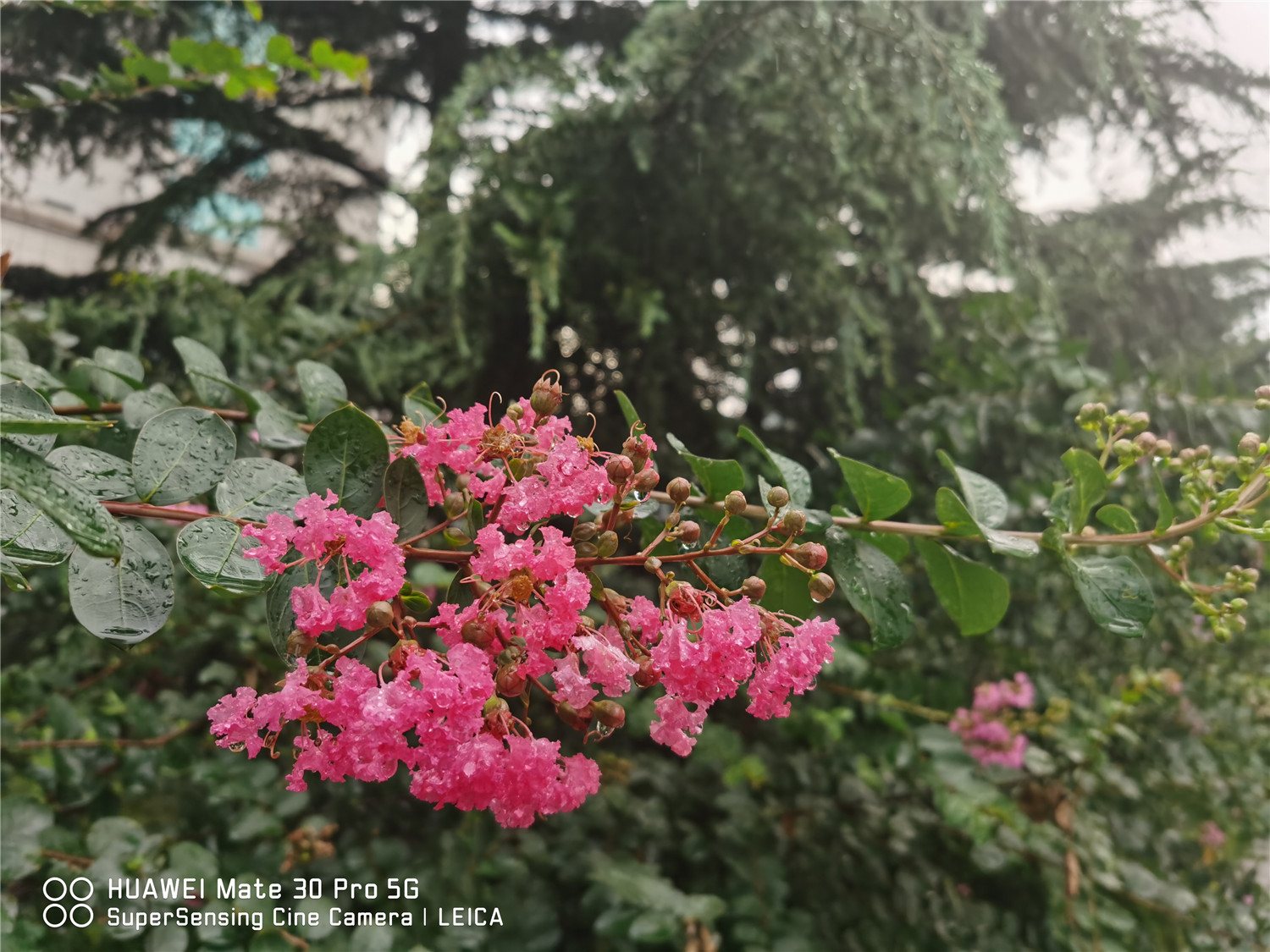 紫薇树长黑叶如何办？处理办法是关键！